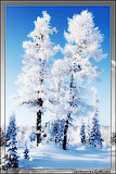Категория: Зимняя природа Якутии
Рейтинг: 4
Показов: 7892
Добавлена: 2007-05-11
Размер: 98 Kb