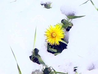 Погода в нерюнгри одуванчик под снегом цветы в снегу снег лето май июнь якутская погода погодный условие цветок нерюнгри