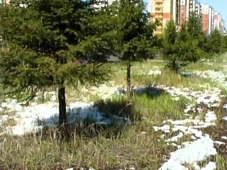 Нерюнгри погода снег на траве снег на деревьях лето снег в мае снег в июне нерюнгри