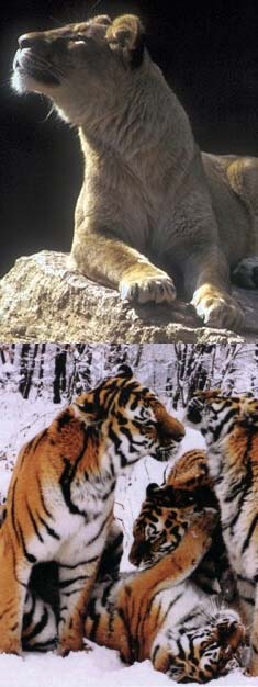 тигры и львица погибли гастроли цирка мечта в нерюнгри выстпление цирковое хабаровск нерюнгри якутск звери следовали машине камаз