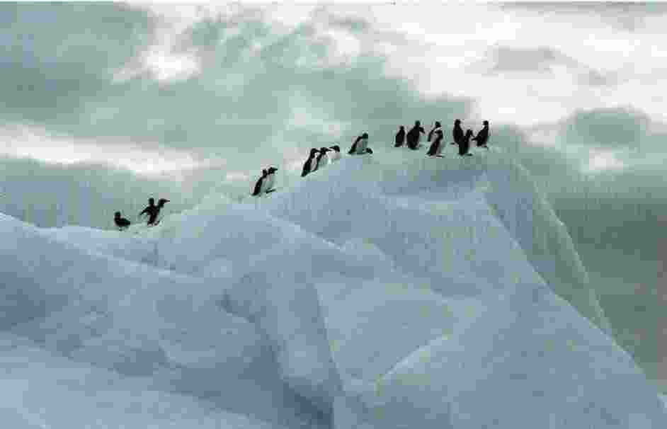 пингвины на прогулке по склону ледяной горы
