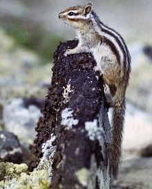 бурундук нерюнгри животный и звери якутии нерюнгринская живность бурундучок южная якутия