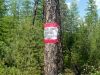 В лес - запрещено