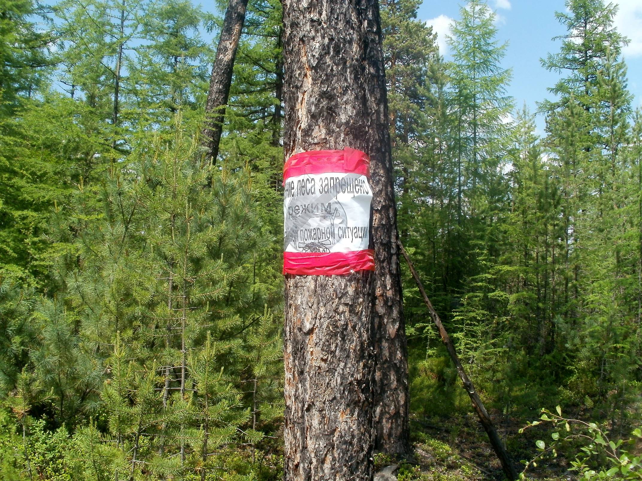 Входить в лес запретили
