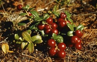 брусника ягода нерюнгри ягодка якутии морсы для понижения давления якутские ягоды