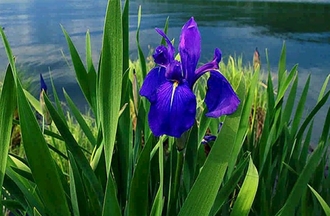 ирс якутский дикорастущий цветок растет обычно по берегам рек или на лугах луговой цветок нерюнгри южная якутия нерюнгринские цветы карты растительности Якутии