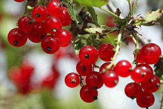смородина красная дикая лесная смородина кислица якутская ягода ягода нерюнгринцев нерюнгри южная якутия природа южного региона нерюнгринский улус 