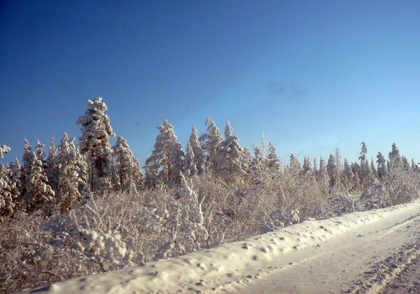 Нахот дорога деревья сосны ели снег снежные дороги в снегу дерево снега много на дороге по дороге путь трасса зима зимний зимняя голубое небо на небе ни облачка небо без облаков холод мороз морозная погода