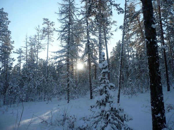 Нахот рядом с базой отдыха нахот снежный лес сугробы снега в лесу снег на елках и соснах стланик в снегу белое солнце из за деревьев
