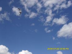 якутия чайка в полете птица летит на фоне голубого неба с облаками фото животные якутии